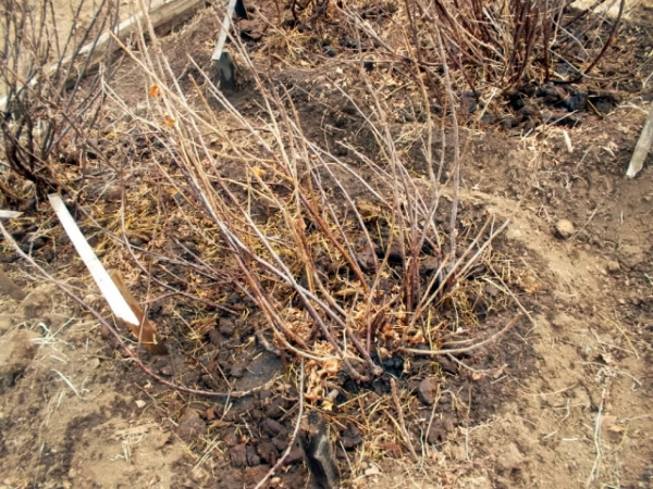 Куст крыжовника в осенний период, рыхление почвы вокруг кустарника