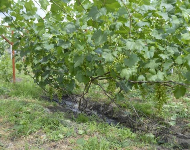 Куст винограда с молодыми побегами текущего сезона и грозди с зелеными плодами
