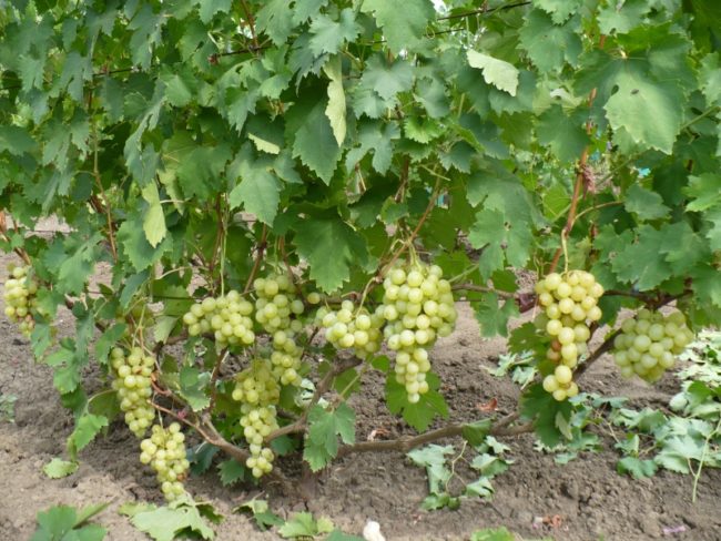 Двухлетний куст винограда с крупными гроздьями созревающих плодов