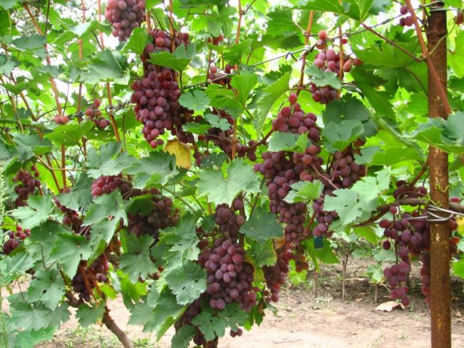 Куст винограда гибридной формы Виктория на проволочной шпалере и спелые грозди