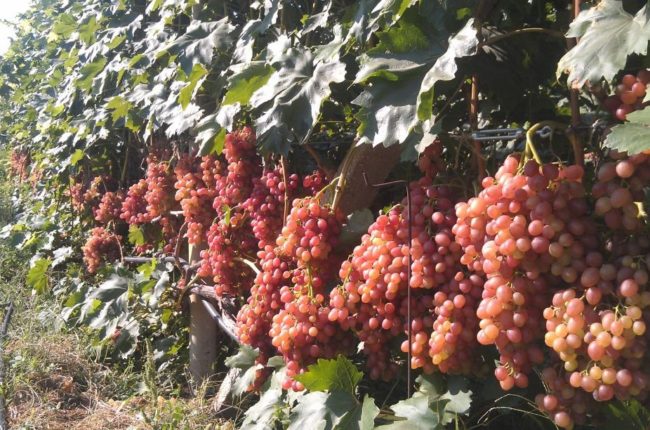 Кусты винограда Кишмиш лучистый в период массового созревания ягод 