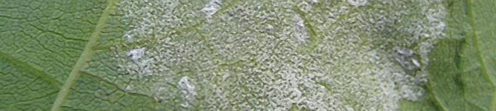 Часть листа винограда поражённая мильдью