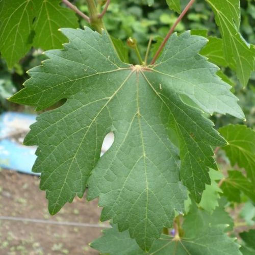 Лист винограда с четкими прожилками и зазубренными краями