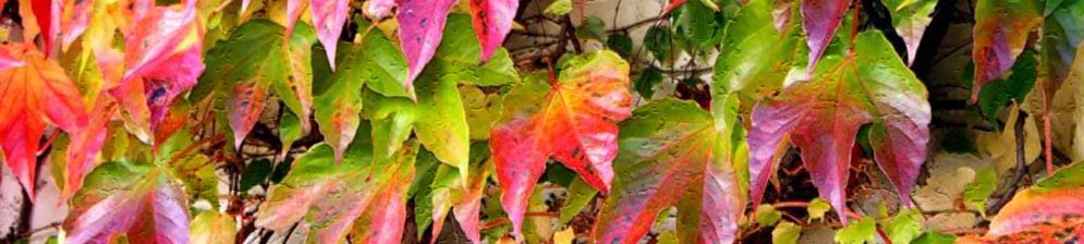 Яркие листья винограда сорта Амурский вблизи