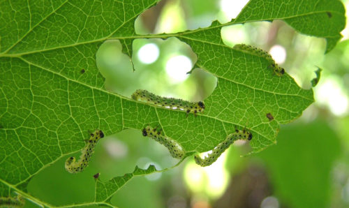 Гусеницы листового пилильщика и дырки в листе крыжовника