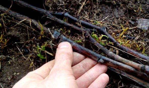 Виноградная лоза ранней весной с участками почерневших от мороза стеблей