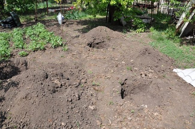 Подготовка садового участка для посадки крыжовника сорта Черный Негус