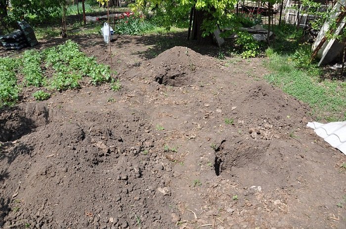 Какую почву любит крыжовник. Почва для крыжовника. Яма для посадки крыжовника. Лучшие почвы для закладки сада:. Выбор места для посадки крыжовника.