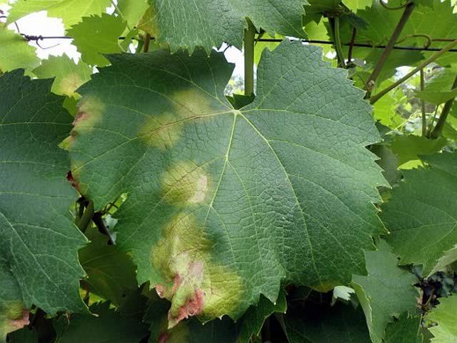 Заболевание на листе винограда милдью