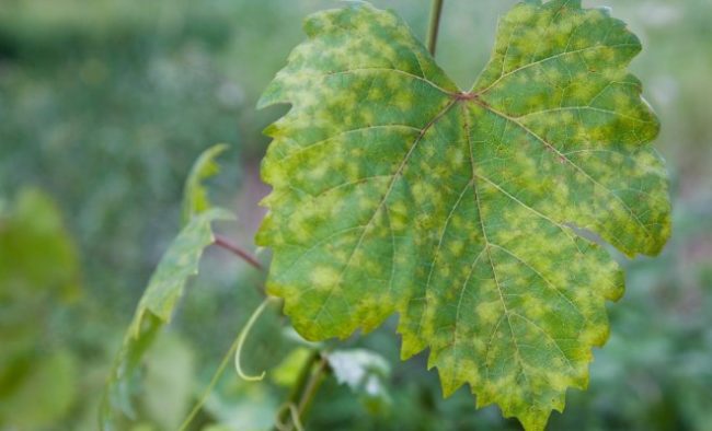 Больной виноградный лист
