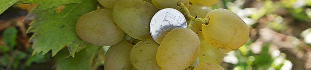Плоды винограда Монарх вблизи в сравнении с пятирублёвой монетой