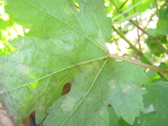 Лист винограда с небольшими белесыми пятнами от мучнистой росы