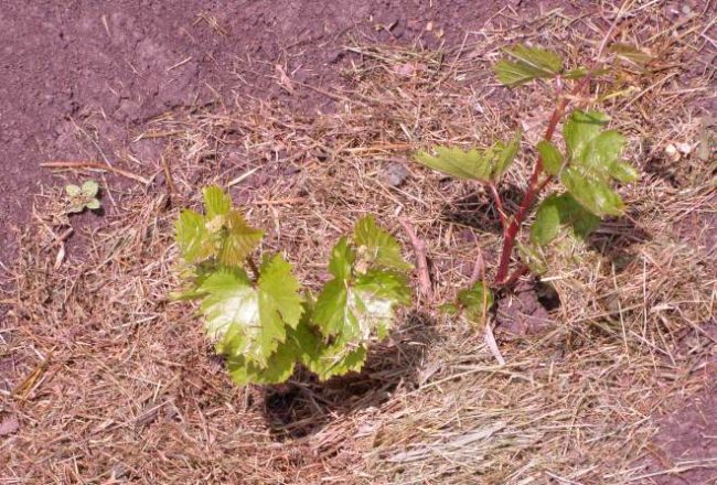 Молодой кустик винограда и сухая трава на поверхности земли вокруг него