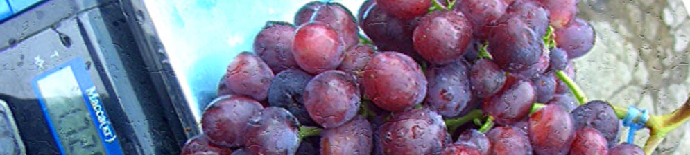 Гроздья сорта винограда Заря Несветая на весах вес 1,72 кг