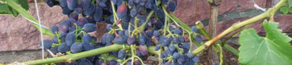 Почти что созревшая виноградная гроздь сорта Надежда Азос