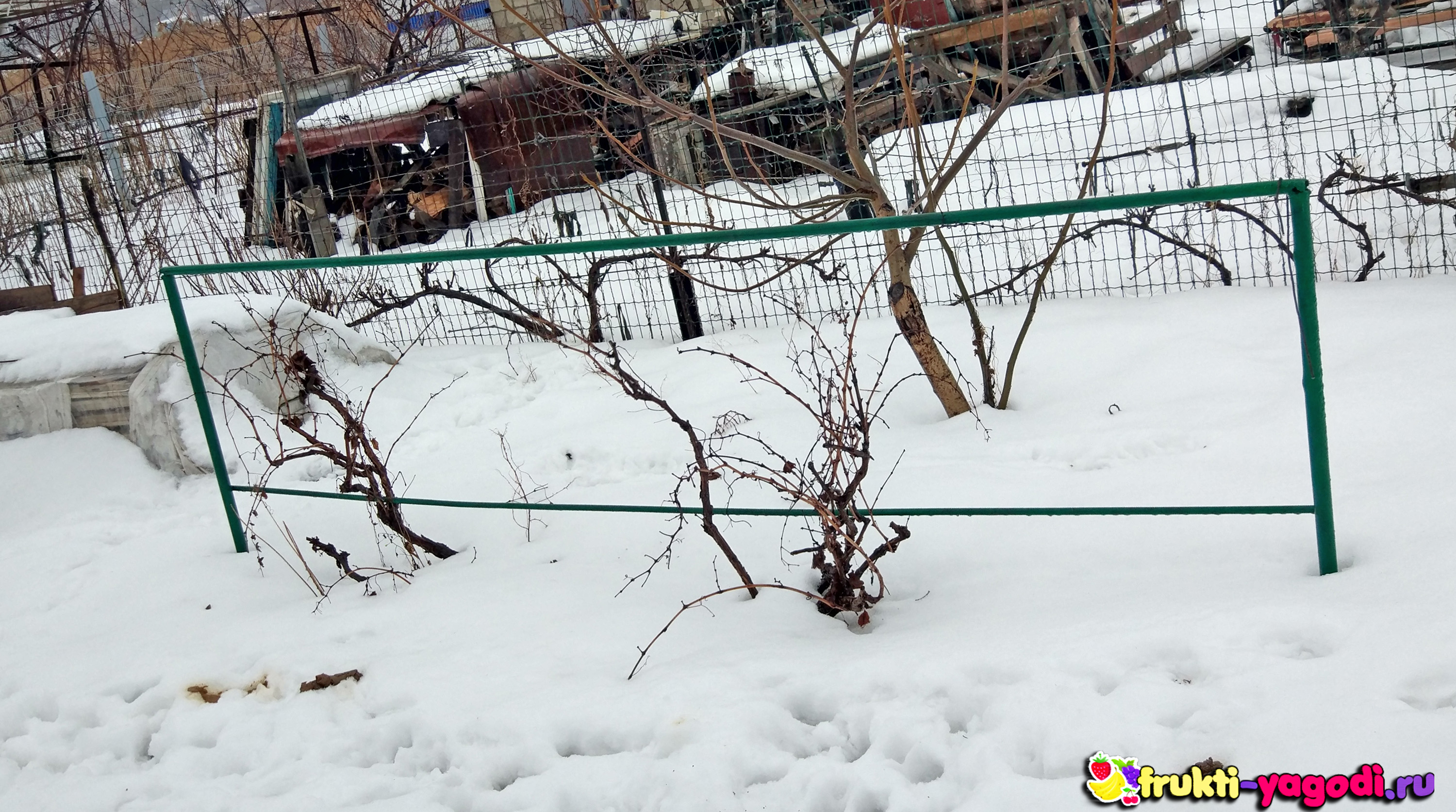 Неукрывной виноград зимой.