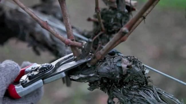 Обрезка виноградной лозы поздней осенью острым садовым секатором