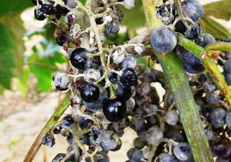 Вредители винограда фото и чем лечить