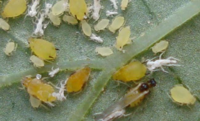 Лист винограда под увеличением, видны личинки и взрослые особи паутинного клеща