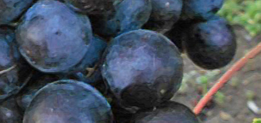 Немного перезревшие плоды винограда Рошфор