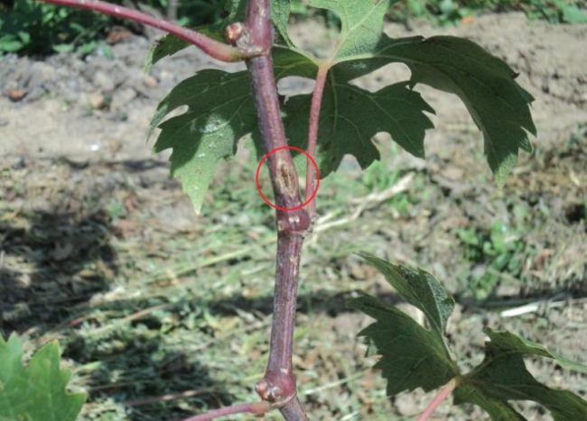 Стебель винограда с коричневым пятном от грибка Gloeosporium ampelinum