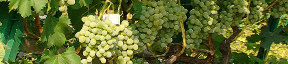 Плоды виноград сорта Плевен в грозди на кусте