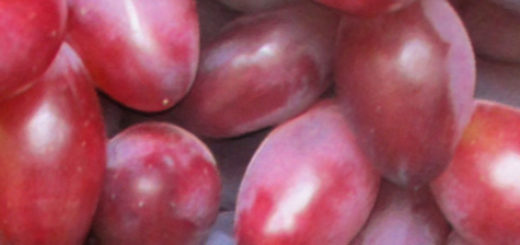 Плоды сорта винограда вблизи спелые