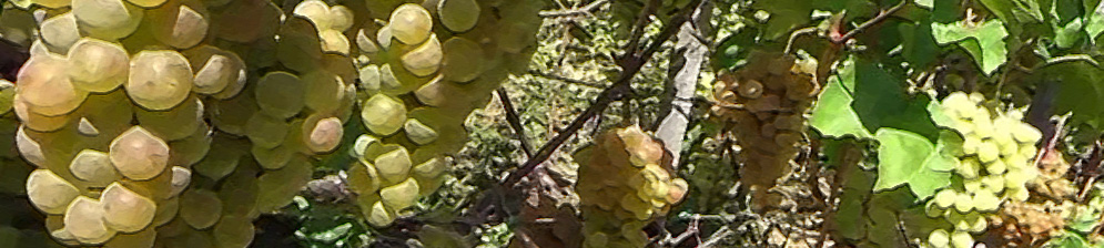Поспевающие плоды винограда сорта Платовский вблизи на кусте