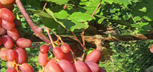 Спелые плоды сорта винограда Преображение