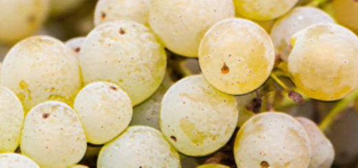 Плоды сорта винограда Цитронный Магарача вблизи