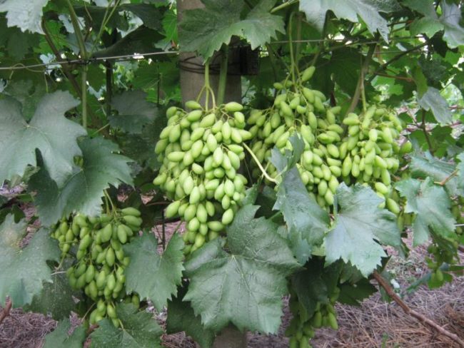 Зеленые кисти винограда с плодами в форме вытянутой капли и крупные темно-зеленые листья
