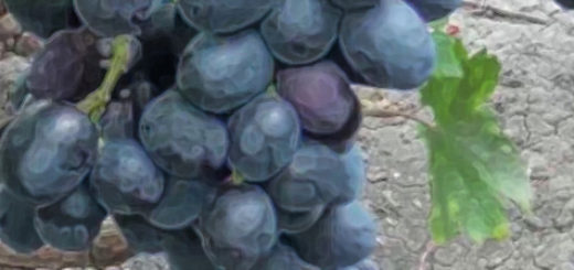 Спелые плоды вблизи сорта винограда Подарок Несветая