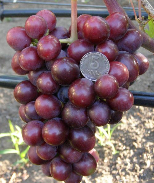 Гроздь винограда Подарок Нсветая с ягодами темно-красной расцветки и монетка