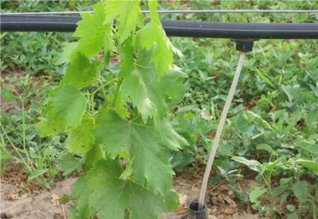 Молодой побег винограда полиэтиленовая труба системы прикорневого орошения