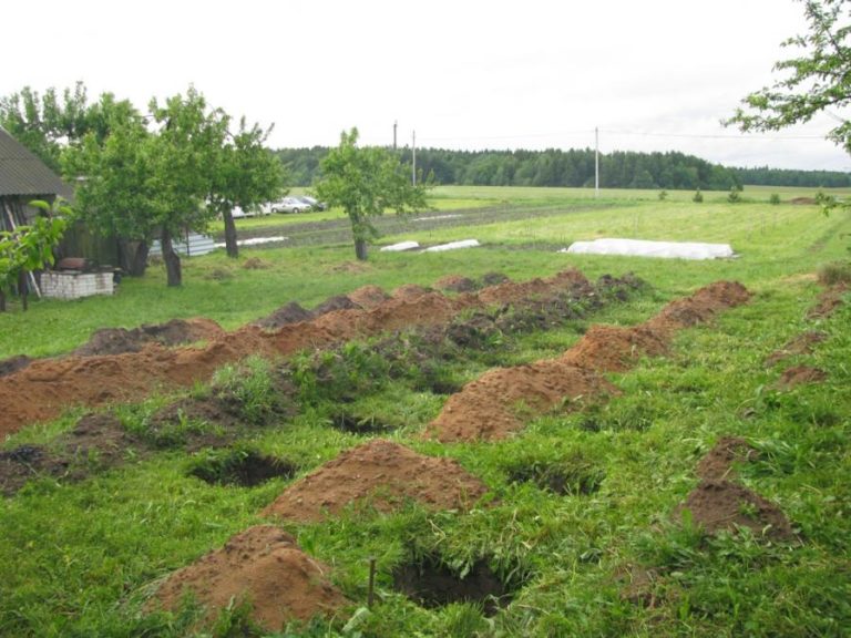 Виноград несветая описание сорта фото