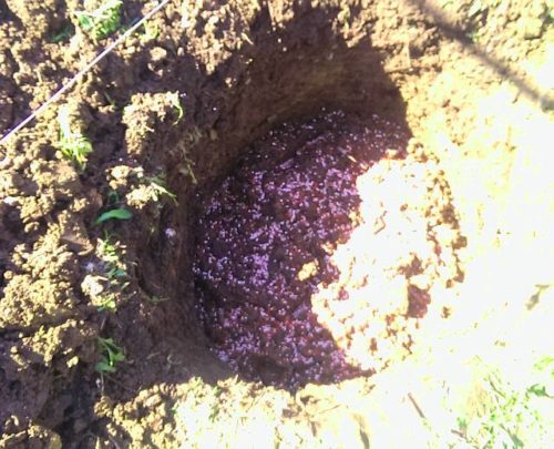 Посадочная яма для саженца винограда, внесение гранулированного удобрения