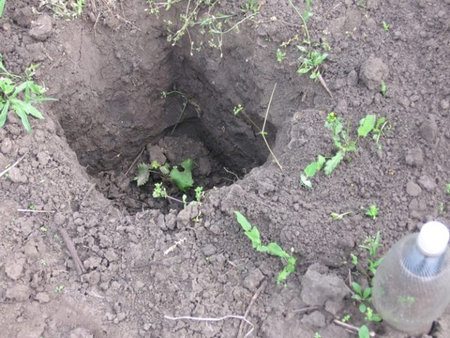 Посадочная яма для саженца винограда глубиной в два штыка лопаты, выкопанная в черноземном грунте