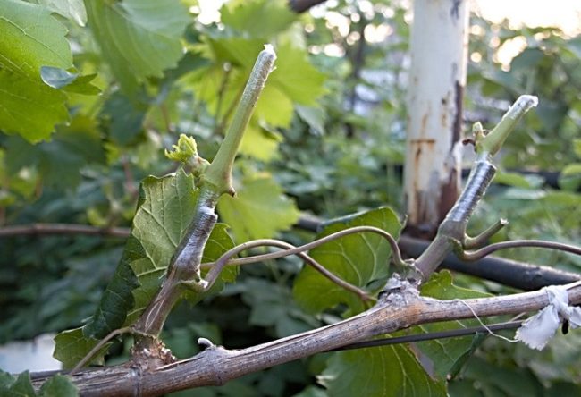 Одеревеневшая виноградная ветка с привитыми зелёными черенками и труба на дальнем плане