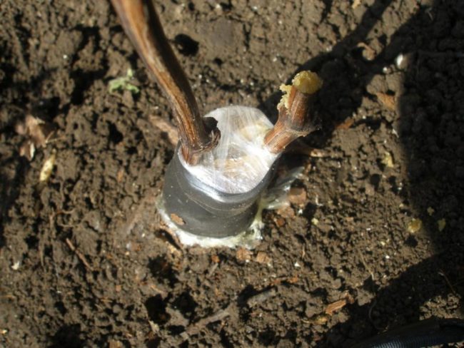 Посадка винограда Рошфор методом прививки на пенек старого куста другого сорта