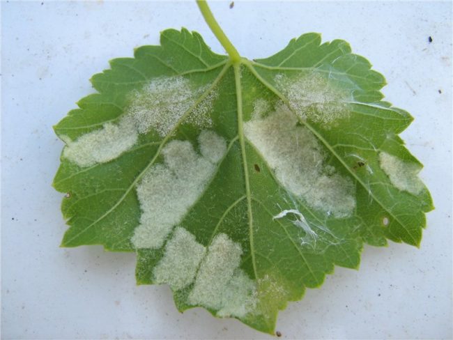 Поражённый заболеванием лист винограда 