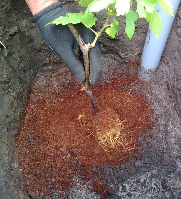 Виноградный саженец с подрезанными корнями в посадочной яме и пластиковая труба для полива