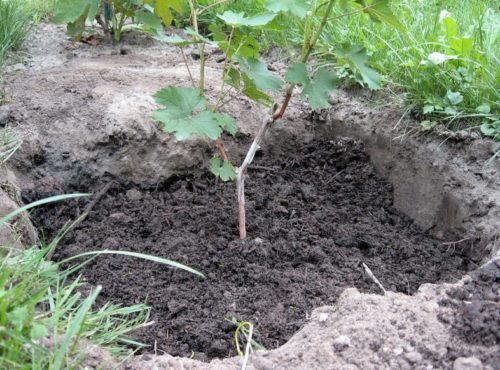 Саженец винограда с молодыми побегами в посадочной яме ниже уровня окружающей почвы