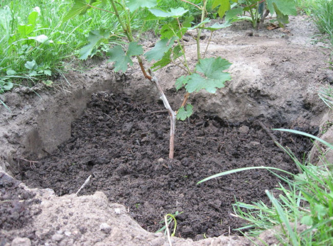 Саженец винограда в посадочной яме, уровень почвы в которой ниже окружающей поверхности земли