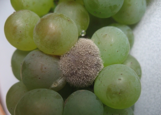 Кисть винограда с зелеными ягодами и один сгнивший плод серого цвета