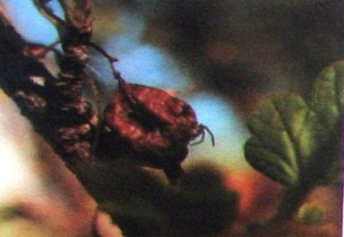 Мертвый плод крыжовника, усохший по причине поражения растения серой гнилью