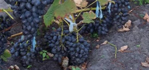 Спелые грозди винограда сфинкс вблизи на кусте