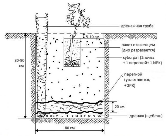 Схема посадочной ямы для винограда с устройством дренажного слоя и прикорневого полива