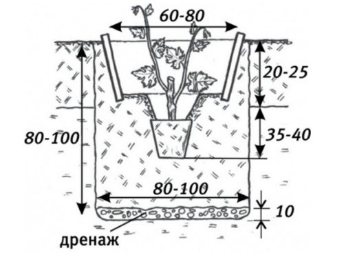 Схема посадки технических сортов винограда