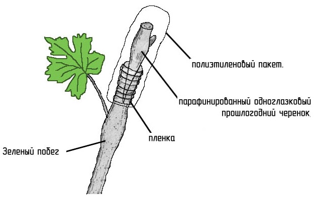 Схема прививки винограда одеревеневшим черенком в зеленый побег старого куста