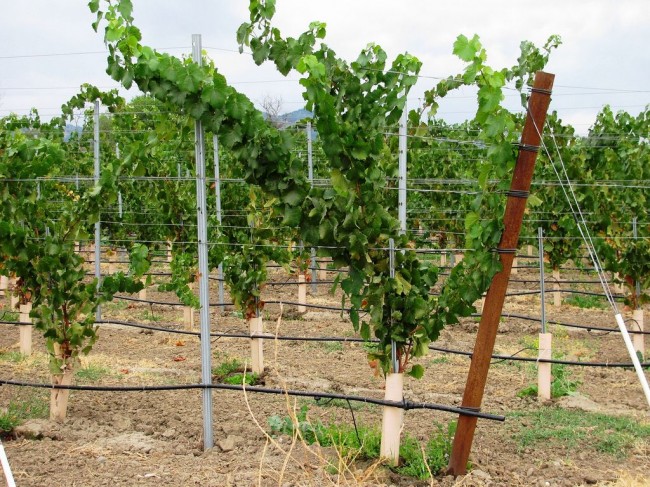 Виноградные кусты на однорядной шпалере в начале лета и наклонная стойка для натяжения проволоки